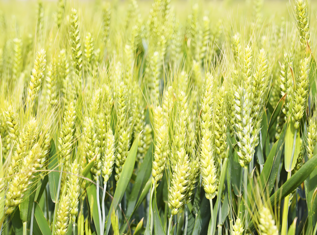 小麦种植实践